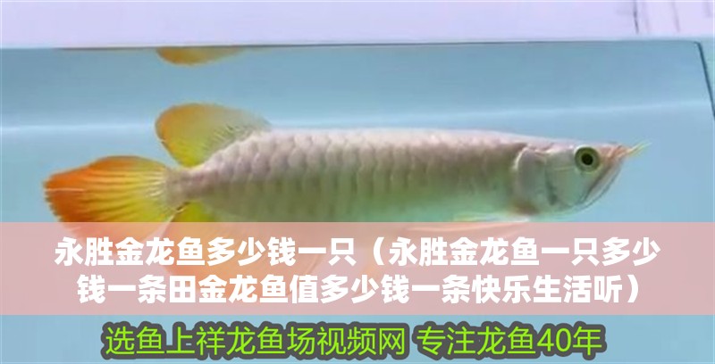 魚缸用增氧泵價格是多少:魚缸增氧機-xtrac增氧機-xtrac增氧機 永勝金龍魚多少錢一只(永勝金龍魚一只多少錢一條田金龍魚值多少錢一條快樂生活聽) 觀賞魚百科 永勝金龍魚多少錢一只(永勝金龍魚一只多少錢一條田金龍魚值多少錢一條快樂生活聽) 永勝金龍魚多少錢一只(永勝金龍魚一只多少錢一條田金龍魚值多少錢一條快樂生活聽) 觀賞魚百科