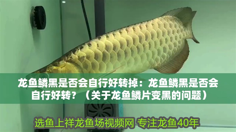 龍魚鱗黑是否會自行好轉掉：龍魚鱗黑是否會自行好轉？（關于龍魚鱗片變黑的問題）