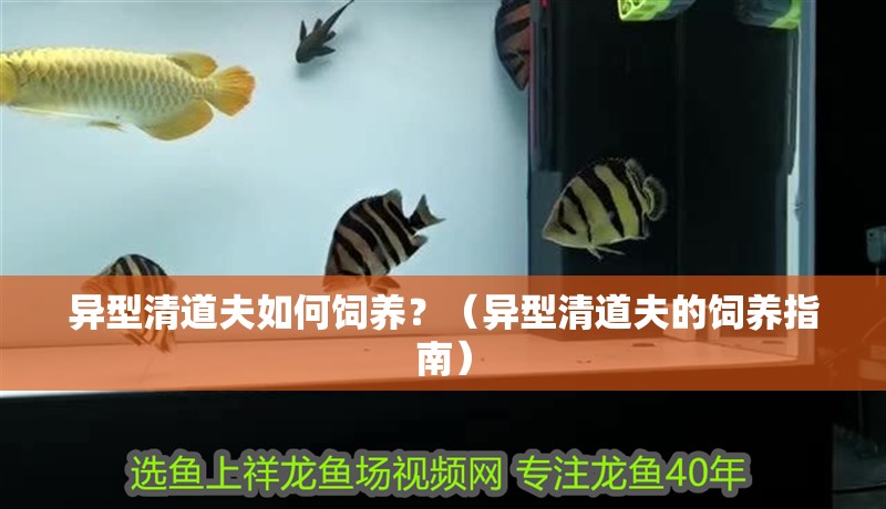 異型清道夫如何飼養(yǎng)？（異型清道夫的飼養(yǎng)指南）