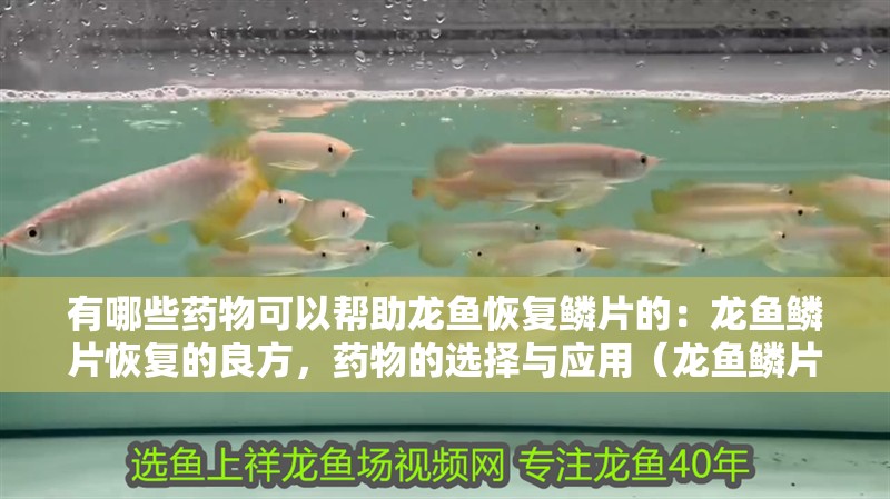 有哪些藥物可以幫助龍魚恢復鱗片的：龍魚鱗片恢復的良方，藥物的選擇與應用（龍魚鱗片修復的方法）