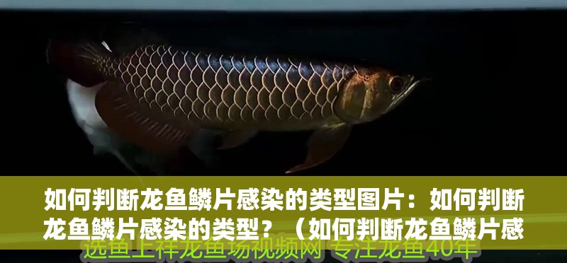 如何判斷龍魚鱗片感染的類型圖片：如何判斷龍魚鱗片感染的類型？（如何判斷龍魚鱗片感染的類型）