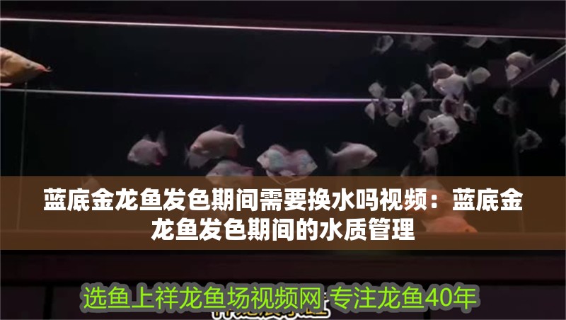藍底金龍魚發色期間需要換水嗎視頻：藍底金龍魚發色期間的水質管理