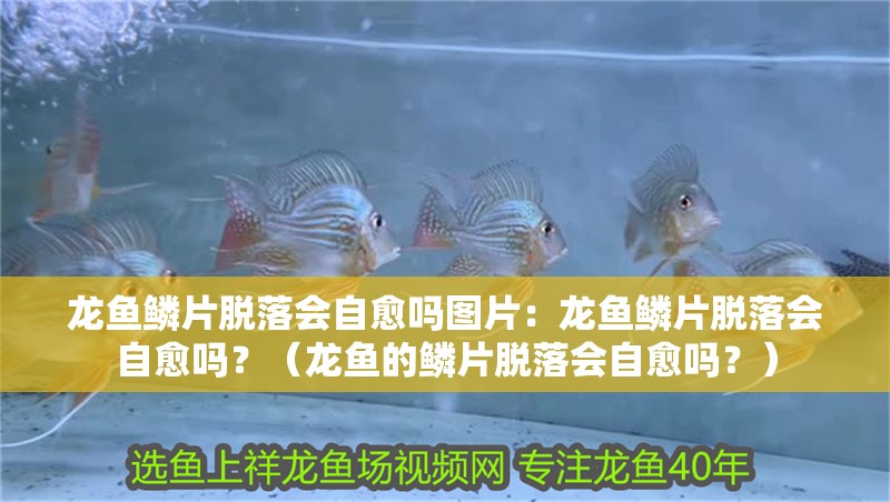 龍魚鱗片脫落會(huì)自愈嗎圖片：龍魚鱗片脫落會(huì)自愈嗎？（龍魚的鱗片脫落會(huì)自愈嗎？）