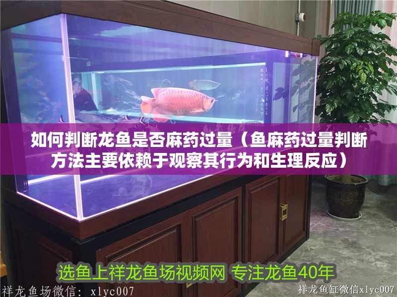如何判斷龍魚是否麻藥過量（魚麻藥過量判斷方法主要依賴于觀察其行為和生理反應(yīng)）