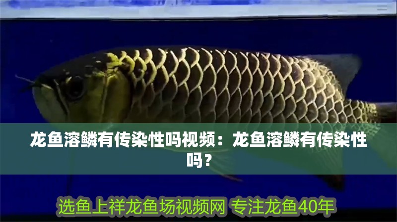 龍魚溶鱗有傳染性嗎視頻：龍魚溶鱗有傳染性嗎？ 龍魚溶鱗有傳染性嗎視頻：龍魚溶鱗有傳染性嗎？ 水族問答