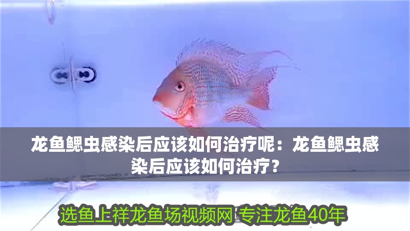 龍魚(yú)鰓蟲(chóng)感染后應(yīng)該如何治療呢：龍魚(yú)鰓蟲(chóng)感染后應(yīng)該如何治療？ 龍魚(yú)鰓蟲(chóng)感染后應(yīng)該如何治療呢：龍魚(yú)鰓蟲(chóng)感染后應(yīng)該如何治療？ 水族問(wèn)答