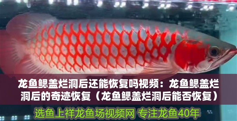 龍魚鰓蓋爛洞后還能恢復嗎視頻：龍魚鰓蓋爛洞后的奇跡恢復（龍魚鰓蓋爛洞后能否恢復） 龍魚鰓蓋爛洞后還能恢復嗎視頻：龍魚鰓蓋爛洞后的奇跡恢復（龍魚鰓蓋爛洞后能否恢復） 水族問答