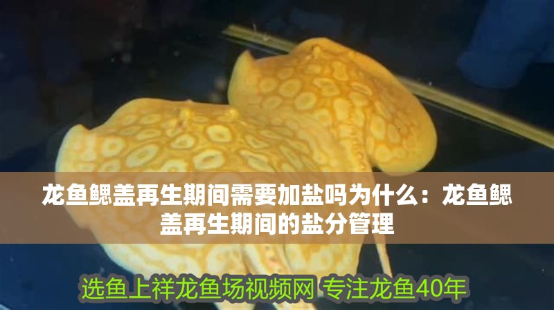 龍魚(yú)鰓蓋再生期間需要加鹽嗎為什么：龍魚(yú)鰓蓋再生期間的鹽分管理