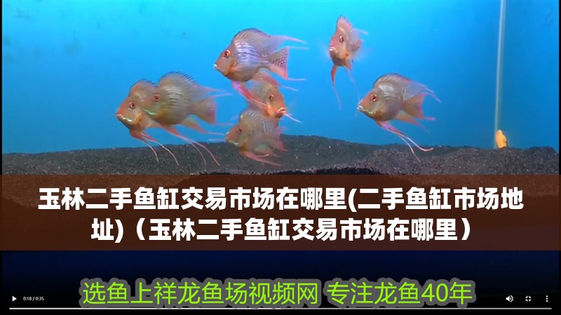 玉林二手魚缸交易市場在哪里(二手魚缸市場地址)（玉林二手魚缸交易市場在哪里） 玉林二手魚缸交易市場在哪里(二手魚缸市場地址)（玉林二手魚缸交易市場在哪里） 觀賞魚百科