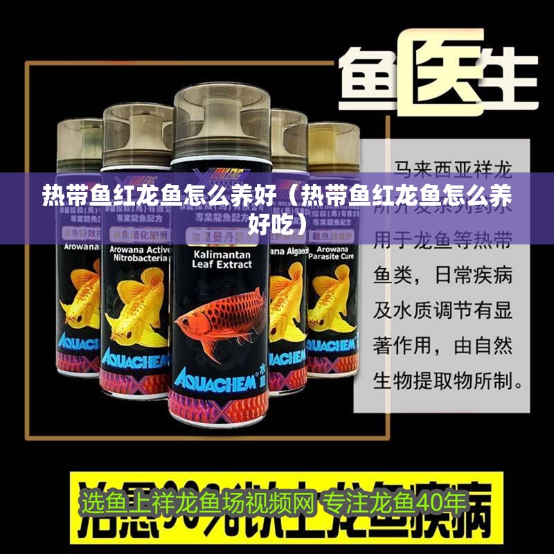 熱帶魚紅龍魚怎么養(yǎng)好（熱帶魚紅龍魚怎么養(yǎng)好吃）