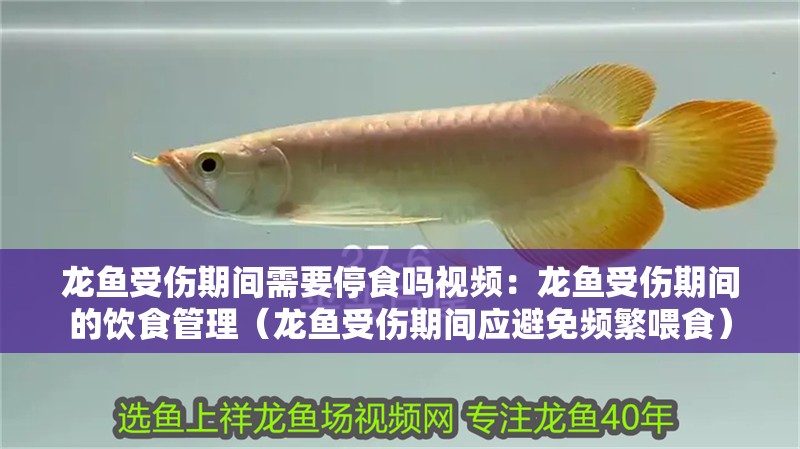 龍魚受傷期間需要停食嗎視頻：龍魚受傷期間的飲食管理（龍魚受傷期間應避免頻繁喂食）