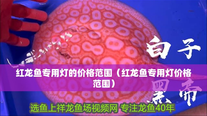紅龍魚專用燈的價格范圍（紅龍魚專用燈價格范圍）