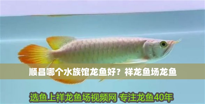 順昌哪個水族館龍魚好？祥龍魚場龍魚 順昌哪個水族館龍魚好？祥龍魚場龍魚 龍魚百科