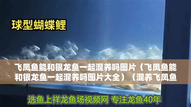 飛鳳魚能和銀龍魚一起混養嗎圖片（飛鳳魚能和銀龍魚一起混養嗎圖片大全）（混養飛鳳魚和銀龍魚的注意事項和技巧！）