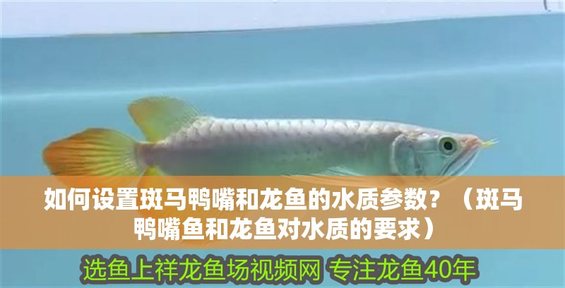 如何設置斑馬鴨嘴和龍魚的水質參數？（斑馬鴨嘴魚和龍魚對水質的要求）