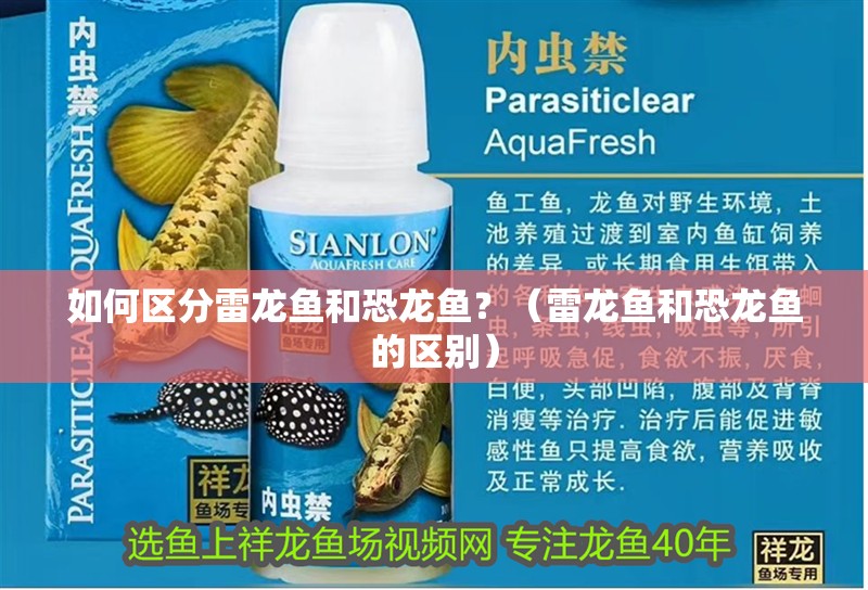 如何區分雷龍魚和恐龍魚？（雷龍魚和恐龍魚的區別） 如何區分雷龍魚和恐龍魚？（雷龍魚和恐龍魚的區別） 龍魚百科