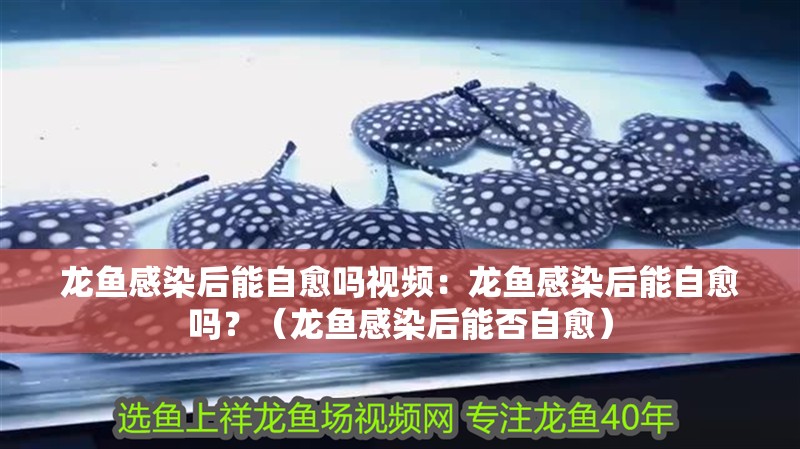 龍魚感染后能自愈嗎視頻：龍魚感染后能自愈嗎？（龍魚感染后能否自愈）