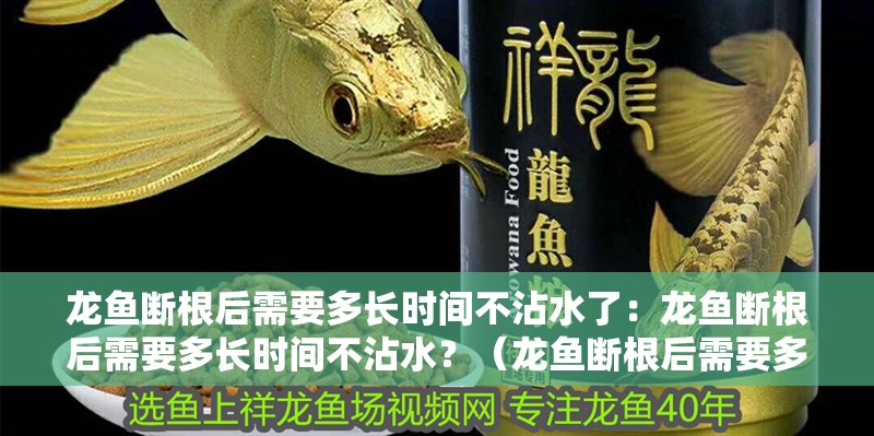 龍魚斷根后需要多長時間不沾水了：龍魚斷根后需要多長時間不沾水？（龍魚斷根后需要多長時間不沾水）