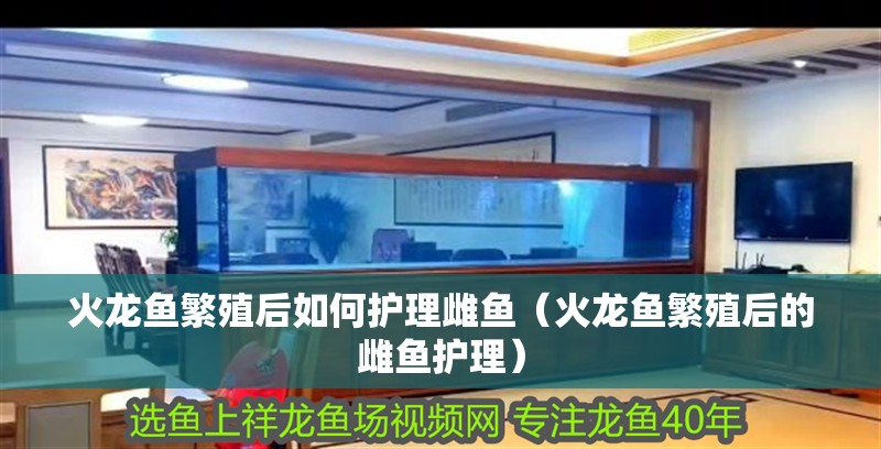 火龍魚繁殖后如何護(hù)理雌魚（火龍魚繁殖后的雌魚護(hù)理） 火龍魚繁殖后如何護(hù)理雌魚（火龍魚繁殖后的雌魚護(hù)理） 龍魚百科