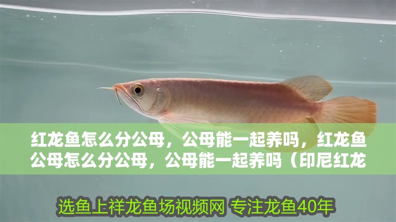 紅龍魚怎么分公母，公母能一起養嗎，紅龍魚公母怎么分公母，公母能一起養嗎（印尼紅龍魚的體型塑造圖片）