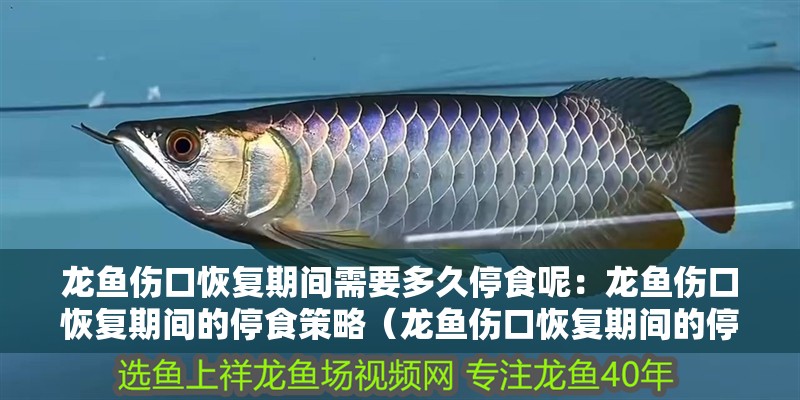 龍魚傷口恢復期間需要多久停食呢：龍魚傷口恢復期間的停食策略（龍魚傷口恢復期間的停食問題）