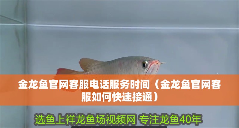 金龍魚官網(wǎng)客服電話服務(wù)時間（金龍魚官網(wǎng)客服如何快速接通）