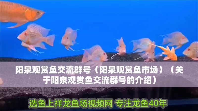 陽(yáng)泉觀賞魚交流群號(hào)（陽(yáng)泉觀賞魚市場(chǎng)）（關(guān)于陽(yáng)泉觀賞魚交流群號(hào)的介紹）