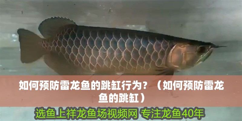 如何預防雷龍魚的跳缸行為？（如何預防雷龍魚的跳缸）