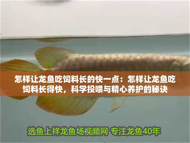 怎樣讓龍魚吃飼料長的快一點：怎樣讓龍魚吃飼料長得快，科學投喂與精心養護的秘訣