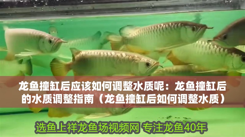 龍魚撞缸后應該如何調整水質呢：龍魚撞缸后的水質調整指南（龍魚撞缸后如何調整水質）