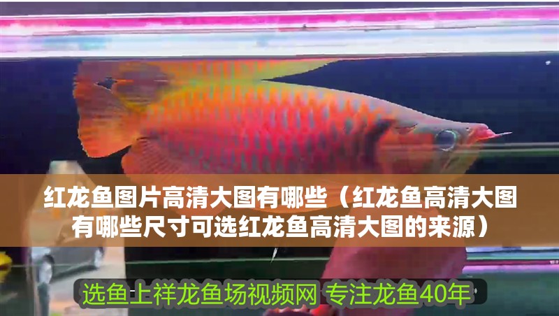 紅龍魚圖片高清大圖有哪些（紅龍魚高清大圖有哪些尺寸可選紅龍魚高清大圖的來(lái)源） 紅龍魚圖片高清大圖有哪些（紅龍魚高清大圖有哪些尺寸可選紅龍魚高清大圖的來(lái)源） 龍魚百科
