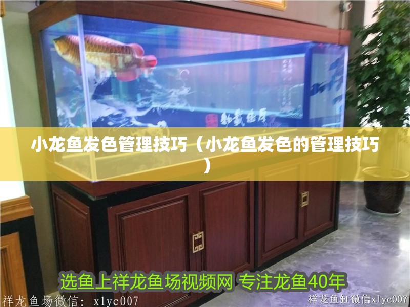 小龍魚發(fā)色管理技巧（小龍魚發(fā)色的管理技巧）