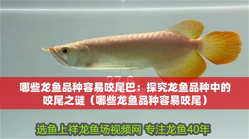 哪些龍魚品種容易咬尾巴：探究龍魚品種中的咬尾之謎（哪些龍魚品種容易咬尾）