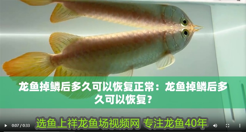 龍魚掉鱗后多久可以恢復正常：龍魚掉鱗后多久可以恢復？