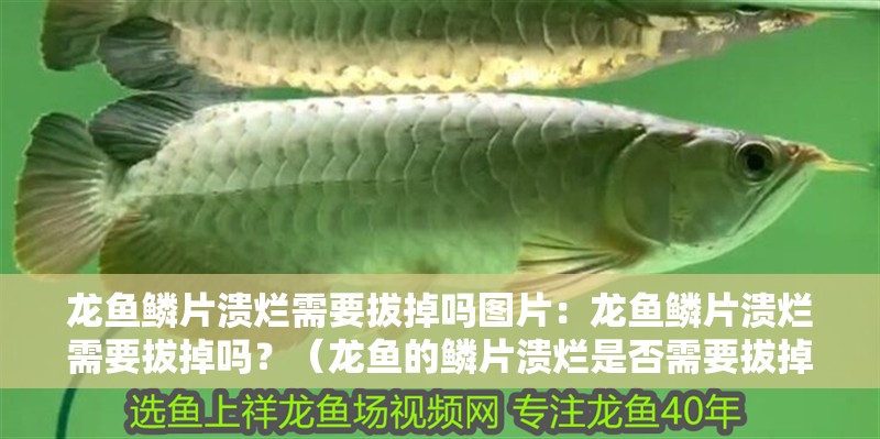 給大魚缸換水的作文:體驗給大魚缸換水的樂趣:體驗給大魚缸換水:給大魚缸換水的作文 龍魚鱗片潰爛需要拔掉嗎圖片:龍魚鱗片潰爛需要拔掉嗎?(龍魚的鱗片潰爛是否需要拔掉,龍魚鱗片潰爛的原因是什么) 水族問答 龍魚鱗片潰爛需要拔掉嗎圖片:龍魚鱗片潰爛需要拔掉嗎?(龍魚的鱗片潰爛是否需要拔掉,龍魚鱗片潰爛的原因是什么) 龍魚鱗片潰爛需要拔掉嗎圖片:龍魚鱗片潰爛需要拔掉嗎?(龍魚的鱗片潰爛是否需要拔掉,龍魚鱗片潰爛的原因是什么) 水族問答