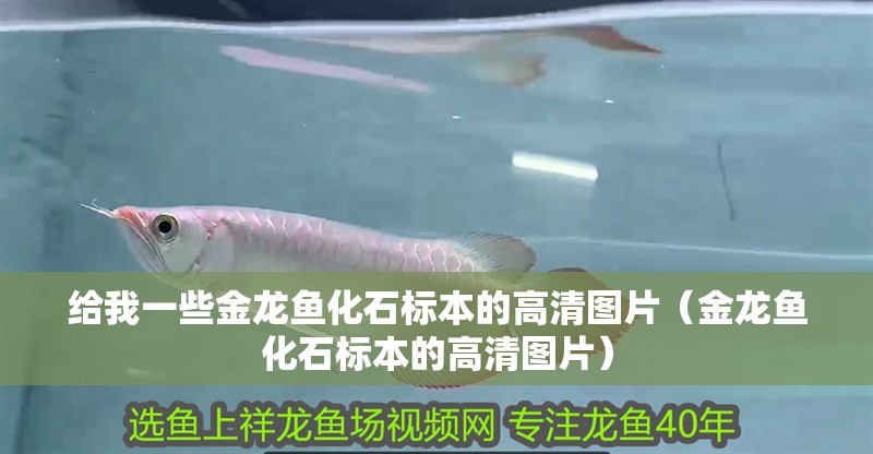 給我一些金龍魚化石標本的高清圖片（金龍魚化石標本的高清圖片）