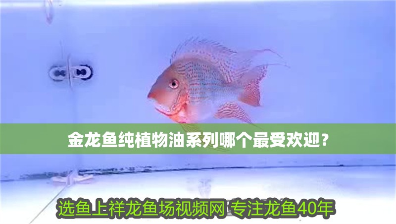 金龍魚純植物油系列哪個最受歡迎？