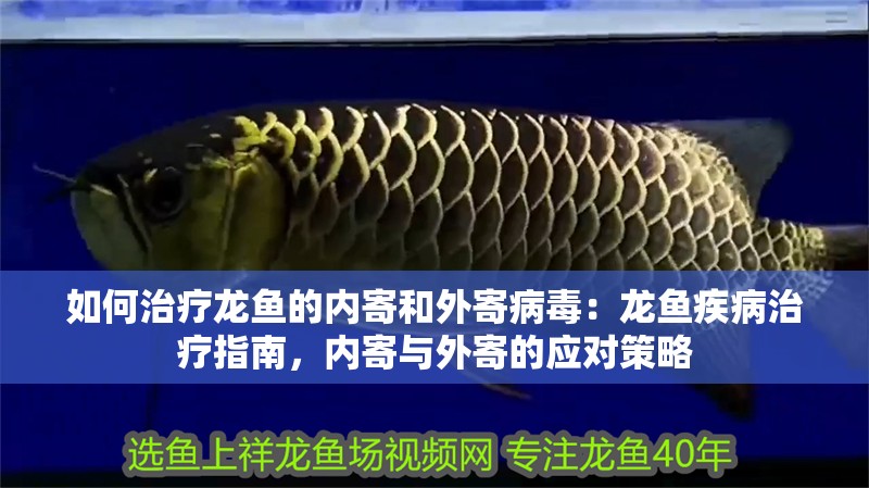 如何治療龍魚的內寄和外寄病毒：龍魚疾病治療指南，內寄與外寄的應對策略