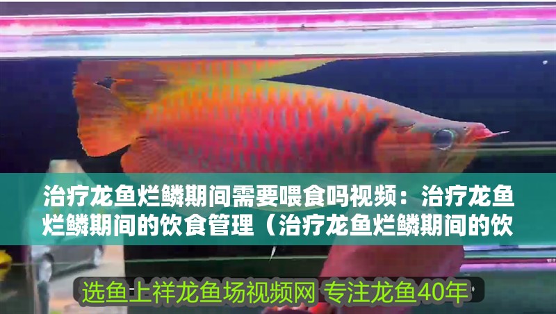 治療龍魚爛鱗期間需要喂食嗎視頻：治療龍魚爛鱗期間的飲食管理（治療龍魚爛鱗期間的飲食管理對于治療龍魚爛鱗期間的飲食管理）