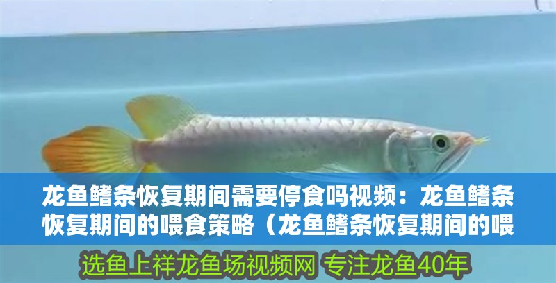 龍魚鰭條恢復期間需要停食嗎視頻：龍魚鰭條恢復期間的喂食策略（龍魚鰭條恢復期間的喂食策略，）