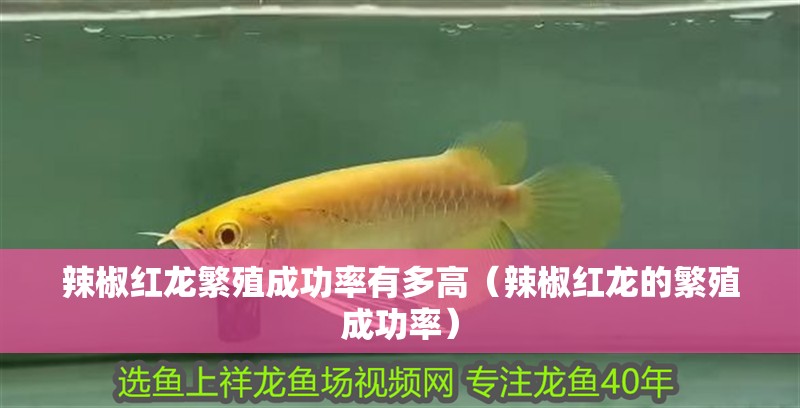 辣椒紅龍繁殖成功率有多高（辣椒紅龍的繁殖成功率）