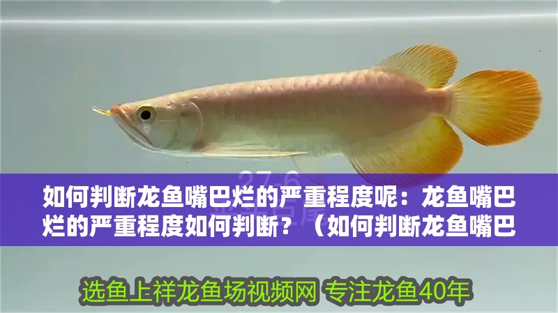 如何判斷龍魚嘴巴爛的嚴(yán)重程度呢：龍魚嘴巴爛的嚴(yán)重程度如何判斷？（如何判斷龍魚嘴巴爛的嚴(yán)重程度）