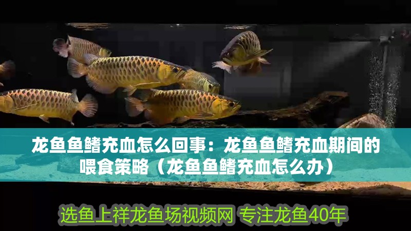 龍魚魚鰭充血怎么回事：龍魚魚鰭充血期間的喂食策略（龍魚魚鰭充血怎么辦）