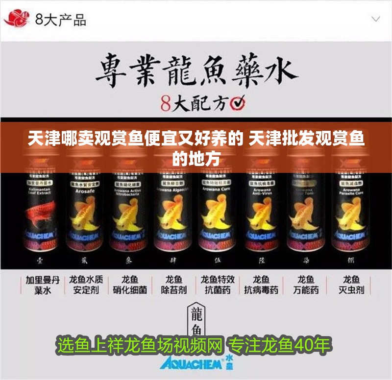 天津哪賣觀賞魚便宜又好養(yǎng)的 天津批發(fā)觀賞魚的地方 天津哪賣觀賞魚便宜又好養(yǎng)的 天津批發(fā)觀賞魚的地方 觀賞魚百科