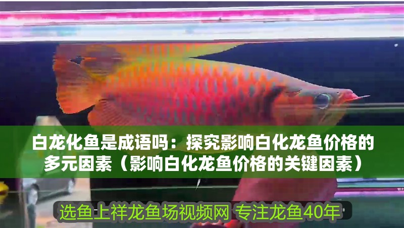 白龍化魚是成語嗎：探究影響白化龍魚價格的多元因素（影響白化龍魚價格的關鍵因素）