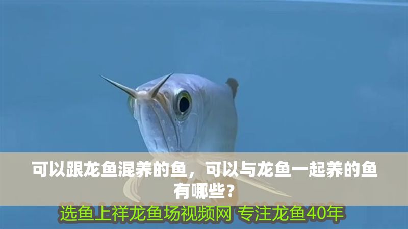 可以跟龍魚混養(yǎng)的魚，可以與龍魚一起養(yǎng)的魚有哪些？
