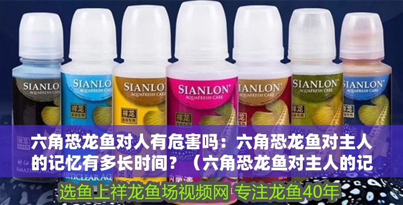 六角恐龍魚對人有危害嗎：六角恐龍魚對主人的記憶有多長時間？（六角恐龍魚對主人的記憶有多長時間）