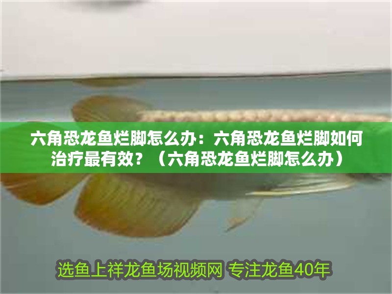 六角恐龍魚爛腳怎么辦：六角恐龍魚爛腳如何治療最有效？（六角恐龍魚爛腳怎么辦）