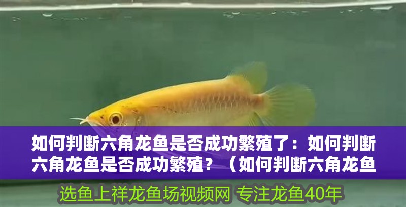 如何判斷六角龍魚是否成功繁殖了：如何判斷六角龍魚是否成功繁殖？（如何判斷六角龍魚是否成功繁殖） 如何判斷六角龍魚是否成功繁殖了：如何判斷六角龍魚是否成功繁殖？（如何判斷六角龍魚是否成功繁殖） 水族問答