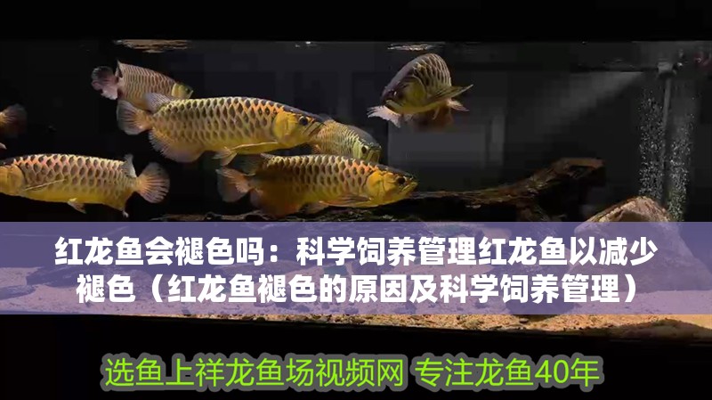 紅龍魚會(huì)褪色嗎：科學(xué)飼養(yǎng)管理紅龍魚以減少褪色（紅龍魚褪色的原因及科學(xué)飼養(yǎng)管理）